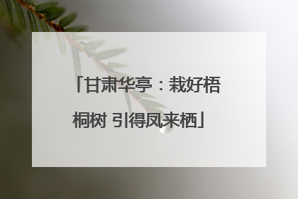 甘肃华亭：栽好梧桐树 引得凤来栖