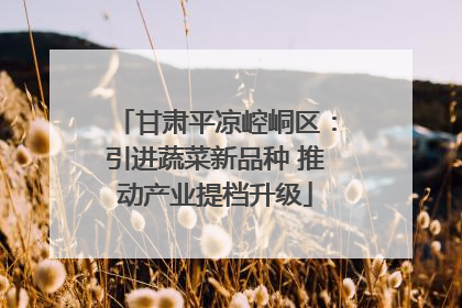 甘肃平凉崆峒区：引进蔬菜新品种 推动产业提档升级