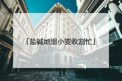 盐碱地里小麦收割忙