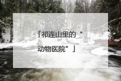 祁连山里的“动物医院”