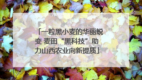 一粒黑小麦的华丽蜕变 麦田“黑科技”助力山西农业向新提质