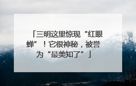 三明这里惊现“红眼蝉”！它很神秘，被誉为“最美知了”