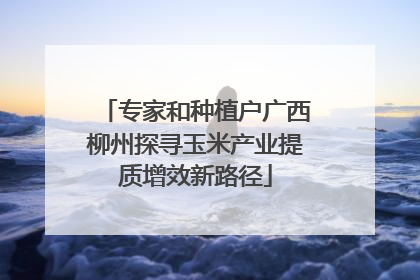 专家和种植户广西柳州探寻玉米产业提质增效新路径