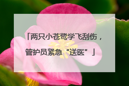 两只小苍鹭学飞刮伤，管护员紧急“送医”