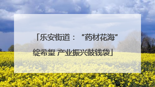 乐安街道：“药材花海”绽希望 产业振兴鼓钱袋