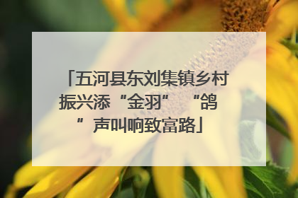 五河县东刘集镇乡村振兴添“金羽” “鸽”声叫响致富路
