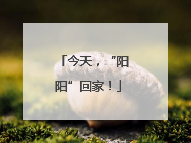 今天，“阳阳”回家！