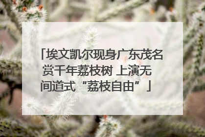 埃文凯尔现身广东茂名 赏千年荔枝树 上演无间道式“荔枝自由”