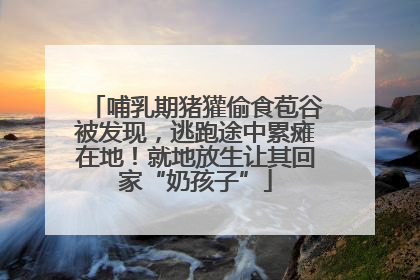 哺乳期猪獾偷食苞谷被发现，逃跑途中累瘫在地！就地放生让其回家“奶孩子”