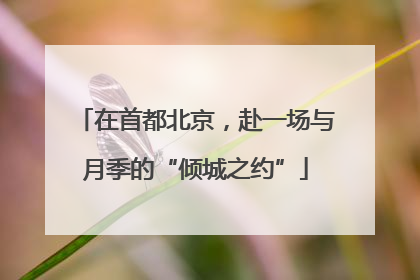 在首都北京，赴一场与月季的“倾城之约”