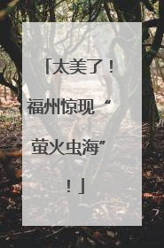 太美了！福州惊现“萤火虫海”！