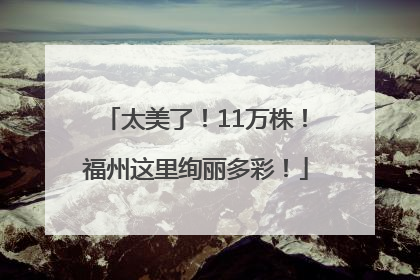 太美了！11万株！福州这里绚丽多彩！