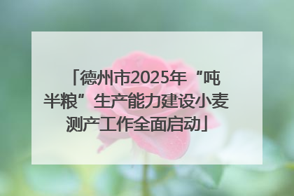 德州市2025年“吨半粮”生产能力建设小麦测产工作全面启动