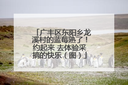 广丰区东阳乡龙溪村的蓝莓熟了！约起来 去体验采摘的快乐（图）