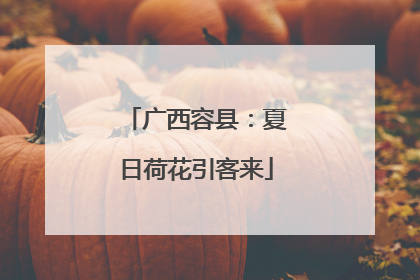 广西容县：夏日荷花引客来
