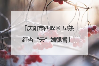 庆阳市西峰区 早熟红杏“云”端飘香