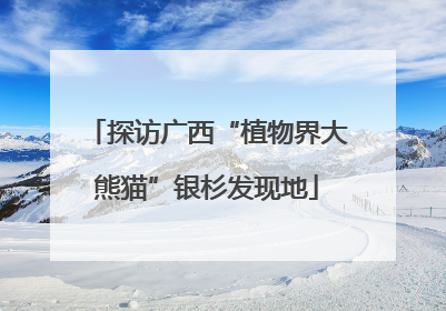 探访广西“植物界大熊猫”银杉发现地