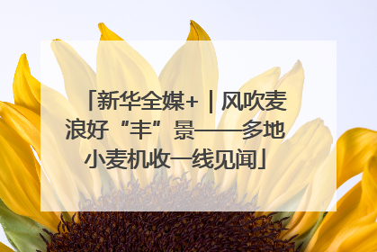 新华全媒+｜风吹麦浪好“丰”景——多地小麦机收一线见闻
