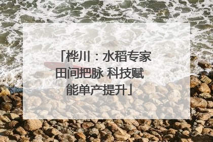 桦川：水稻专家田间把脉 科技赋能单产提升
