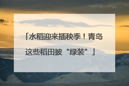 水稻迎来插秧季！青岛这些稻田披“绿装”