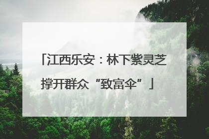 江西乐安：林下紫灵芝撑开群众“致富伞”