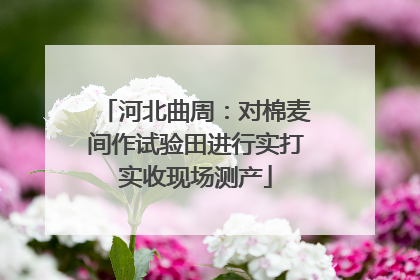 河北曲周：对棉麦间作试验田进行实打实收现场测产