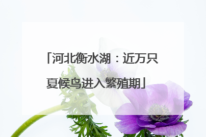 河北衡水湖：近万只夏候鸟进入繁殖期