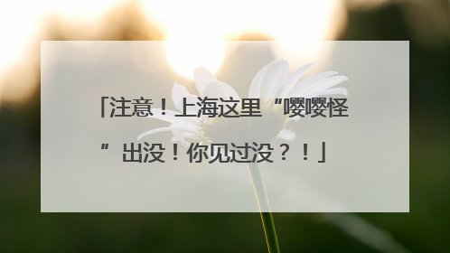 注意！上海这里“嘤嘤怪”出没！你见过没？！