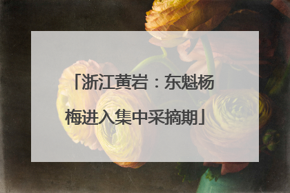 浙江黄岩：东魁杨梅进入集中采摘期
