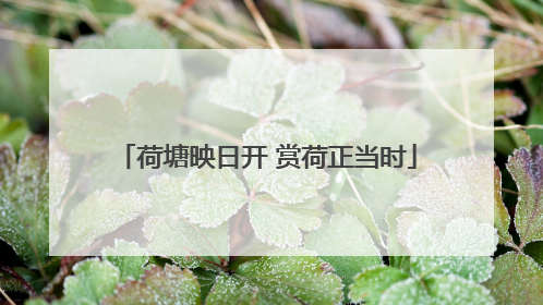 荷塘映日开 赏荷正当时