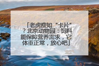 老虎瘦如“卡片”？北京动物园：饲料能保障营养需求，它体重正常，放心吧