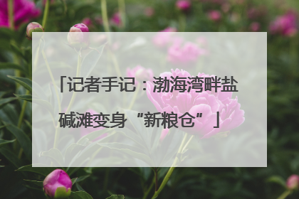 记者手记：渤海湾畔盐碱滩变身“新粮仓”