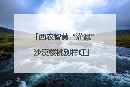西农智慧“灌溉” 沙漠樱桃别样红