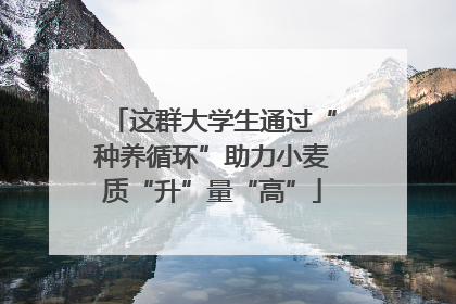 这群大学生通过“种养循环”助力小麦质“升”量“高”
