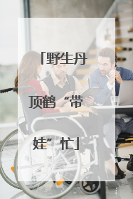 野生丹顶鹤“带娃”忙