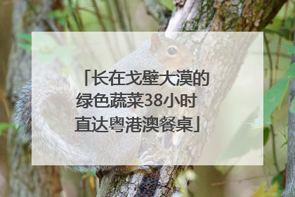长在戈壁大漠的绿色蔬菜38小时直达粤港澳餐桌