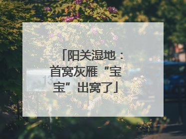 阳关湿地：首窝灰雁“宝宝”出窝了
