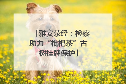 雅安荥经：检察助力“枇杷茶”古树挂牌保护