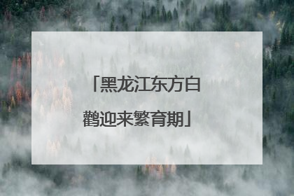 黑龙江东方白鹳迎来繁育期